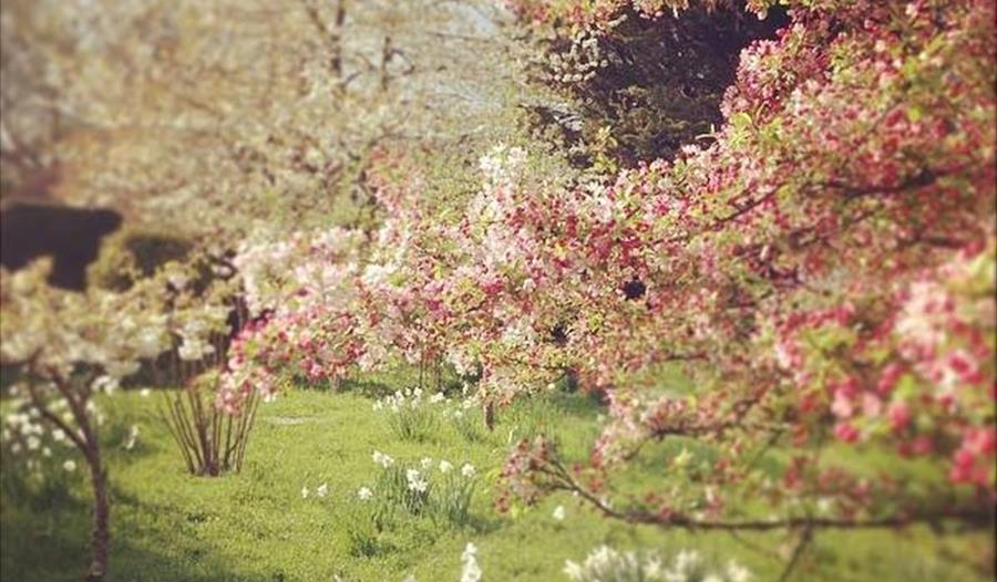 trees in blossom at king johns nursery