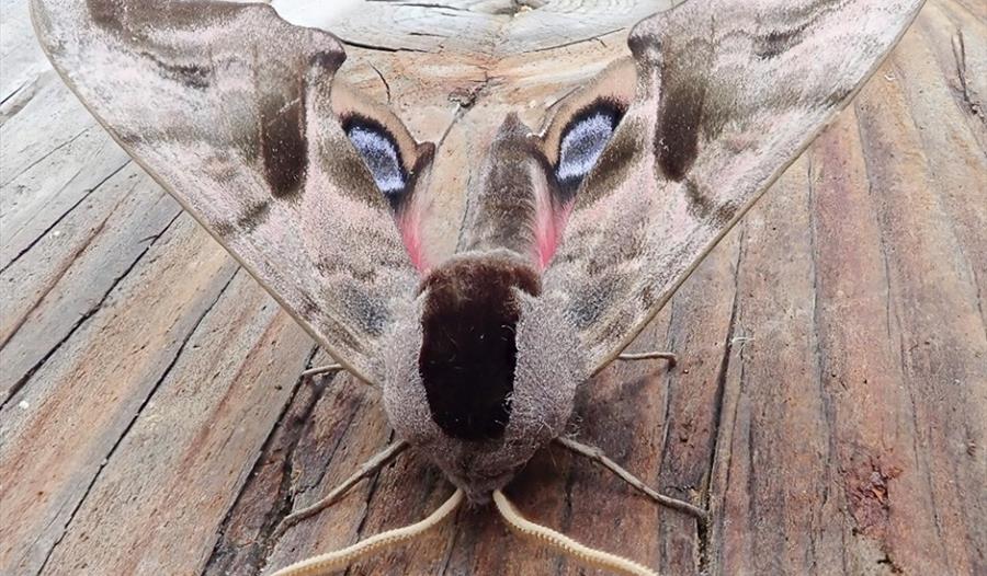 Moths by Moonlight