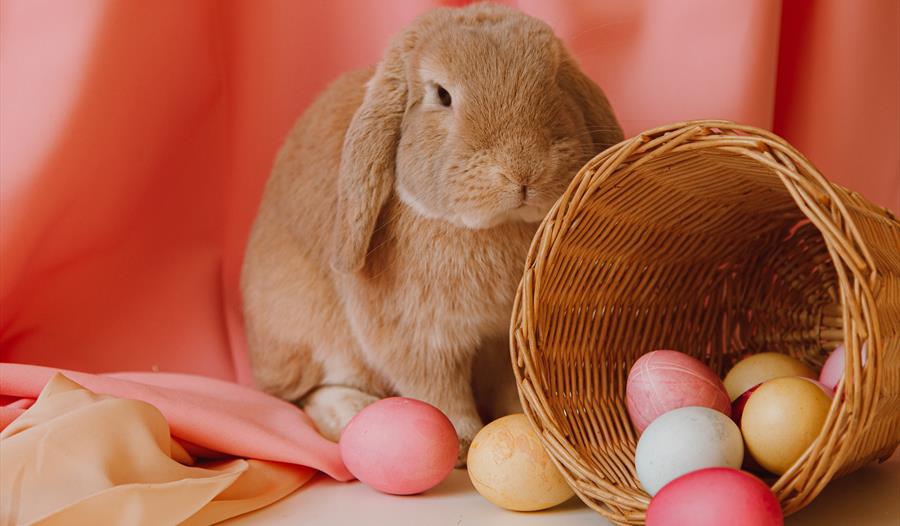 Easter bunny with eggs