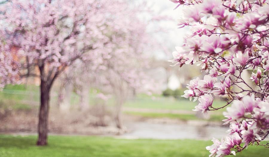 Classical Spring