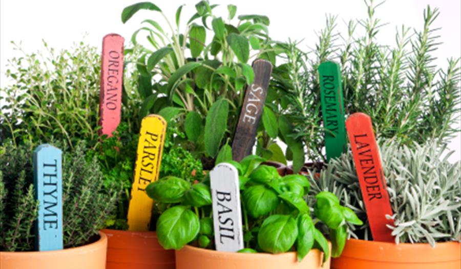 Herbs