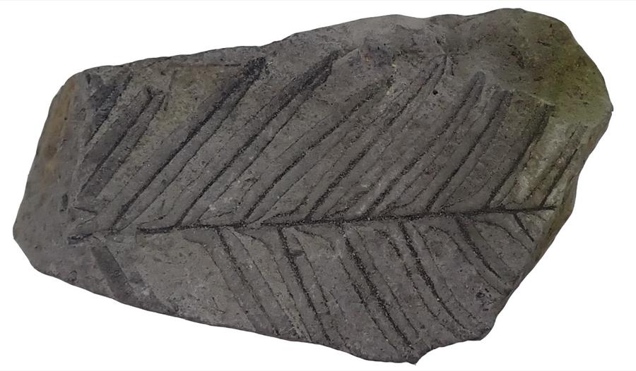 Fossil