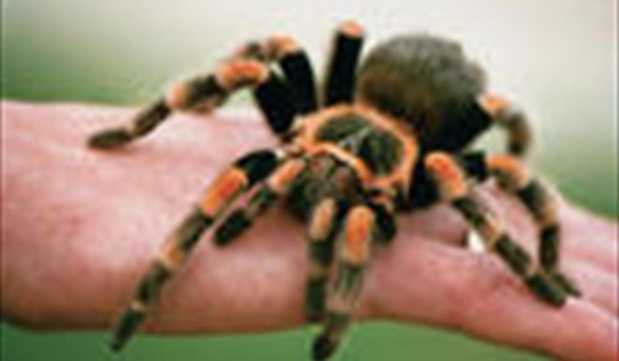 Spider