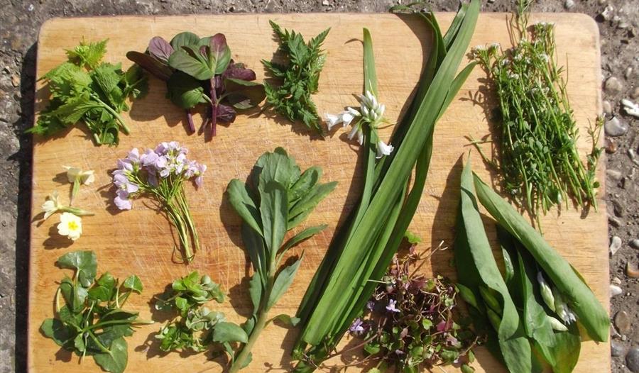 Spring foraging workshop