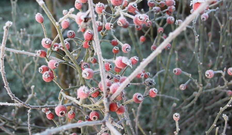 winter berries.