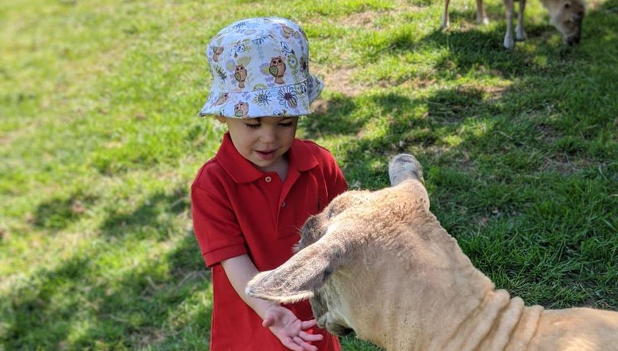 Lamas, Farm, Cream Tea , Robertsbridge