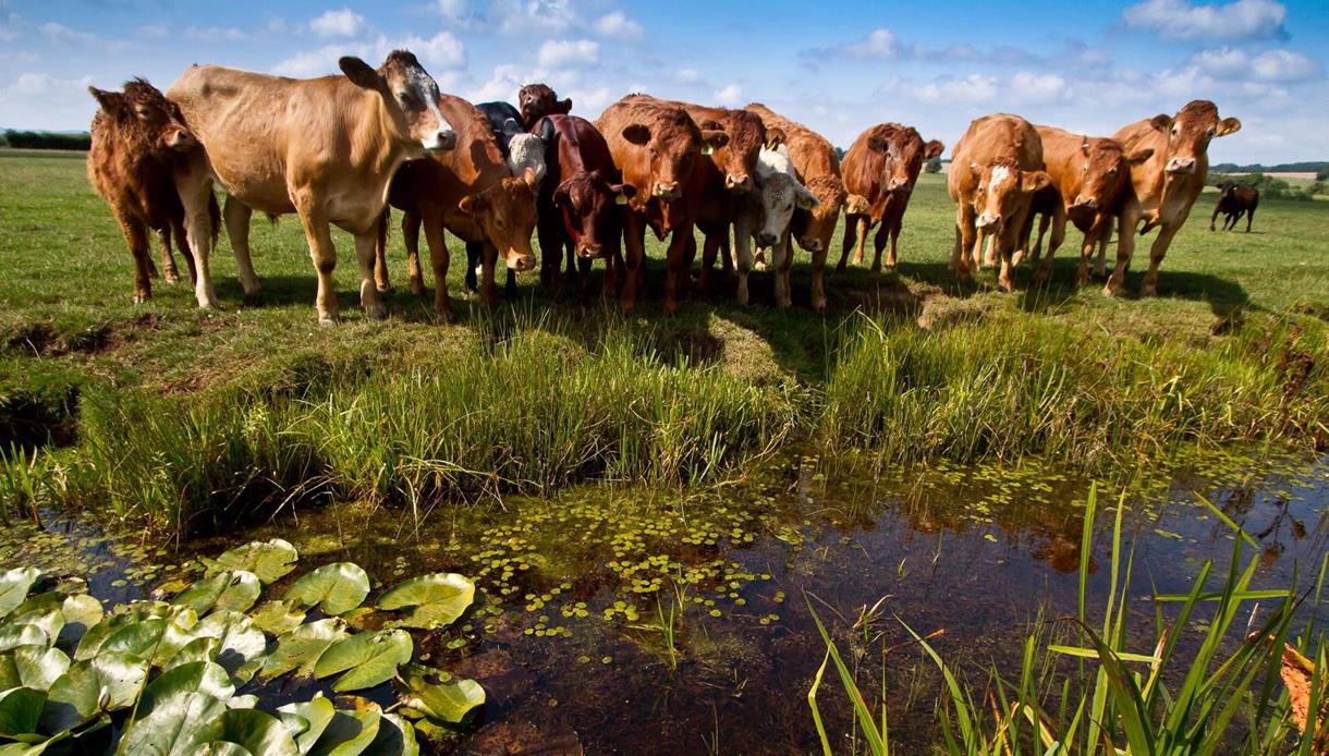 Cattle standing on Pevensey Levels wetlands, with grassy marshland and a water channel in the foreground under a blue sky