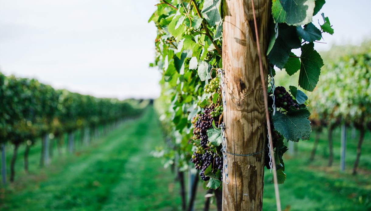 Vines at Charles Palmer Vineyard in East Sussex at Charles Palmer Vineyard in East Sussex