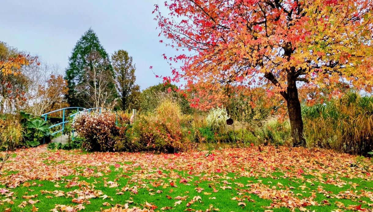 Autumn colours at Merriments Gardens, with fallen leaves, vibrant trees and a bridge crossing the garden.