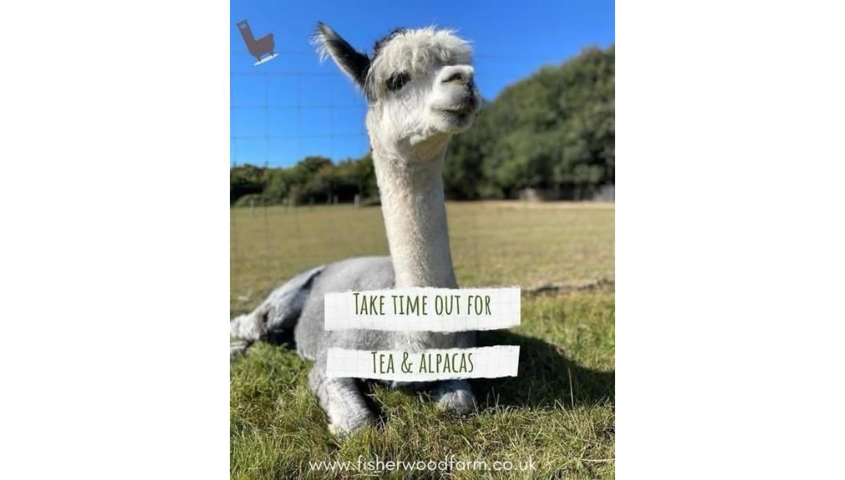 Alpaca resting in a sunny pasture at Fisherwood Farm tea and alpaca experience.
