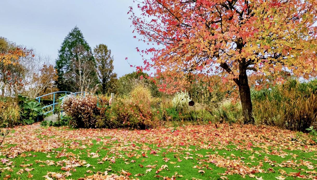 autumn at merriment gardens with golden and red leaves falling from a tree