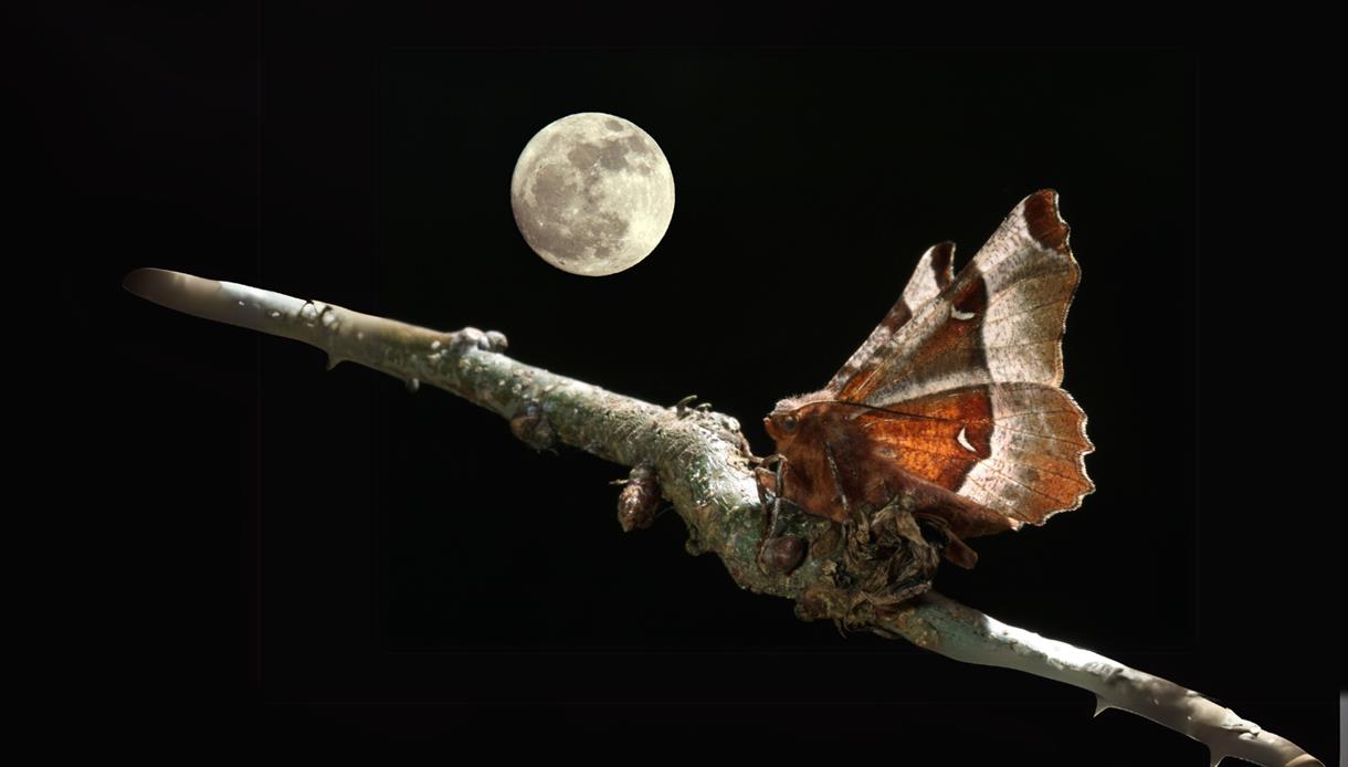 Artwork for Blackshed Gallery's Reflections of a Night Sky, featuring a moth on a branch beneath a full moon.