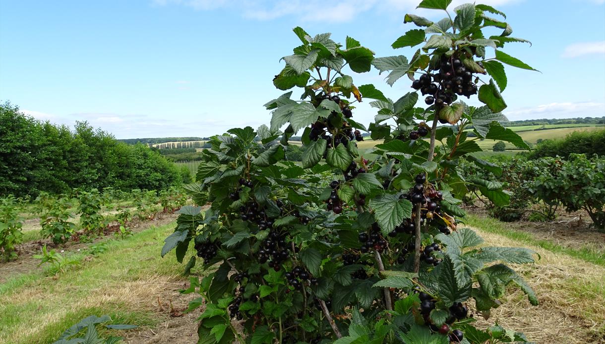 Tibbs Farm PYO Blackcurrants, East Sussex