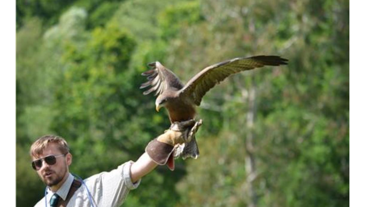 Falconry Display
