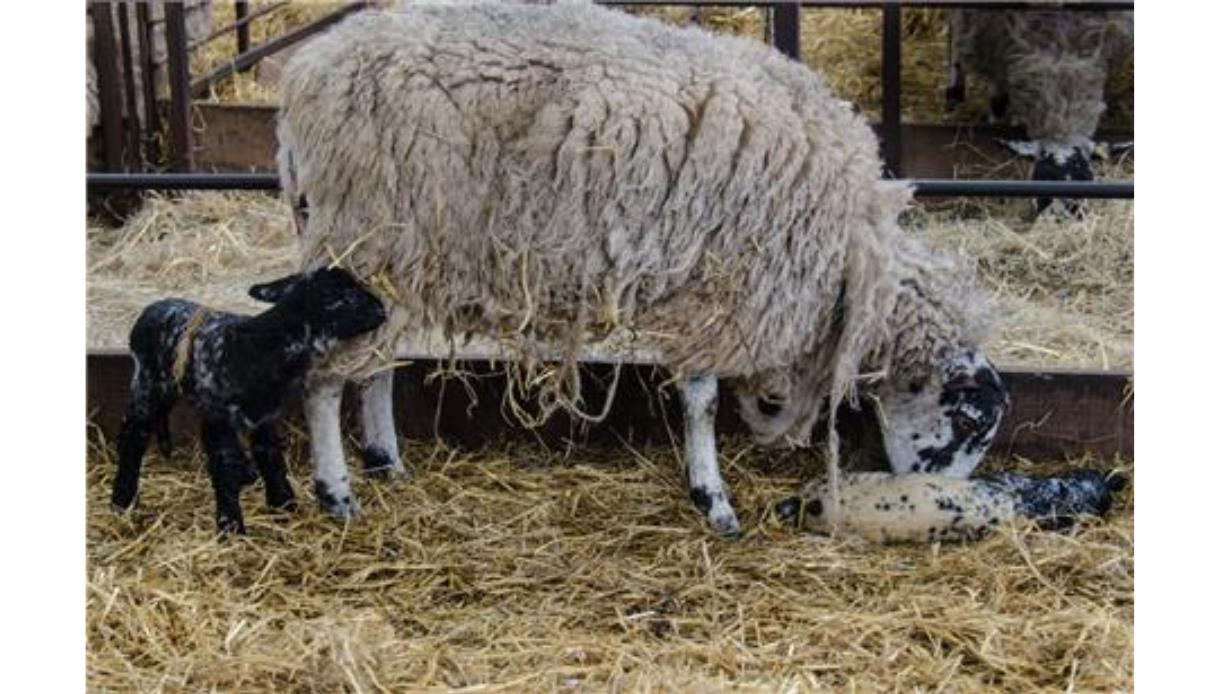 Sheep in a straw-filled pen with two new-born lambs, one standing nearby and one lying on the straw
