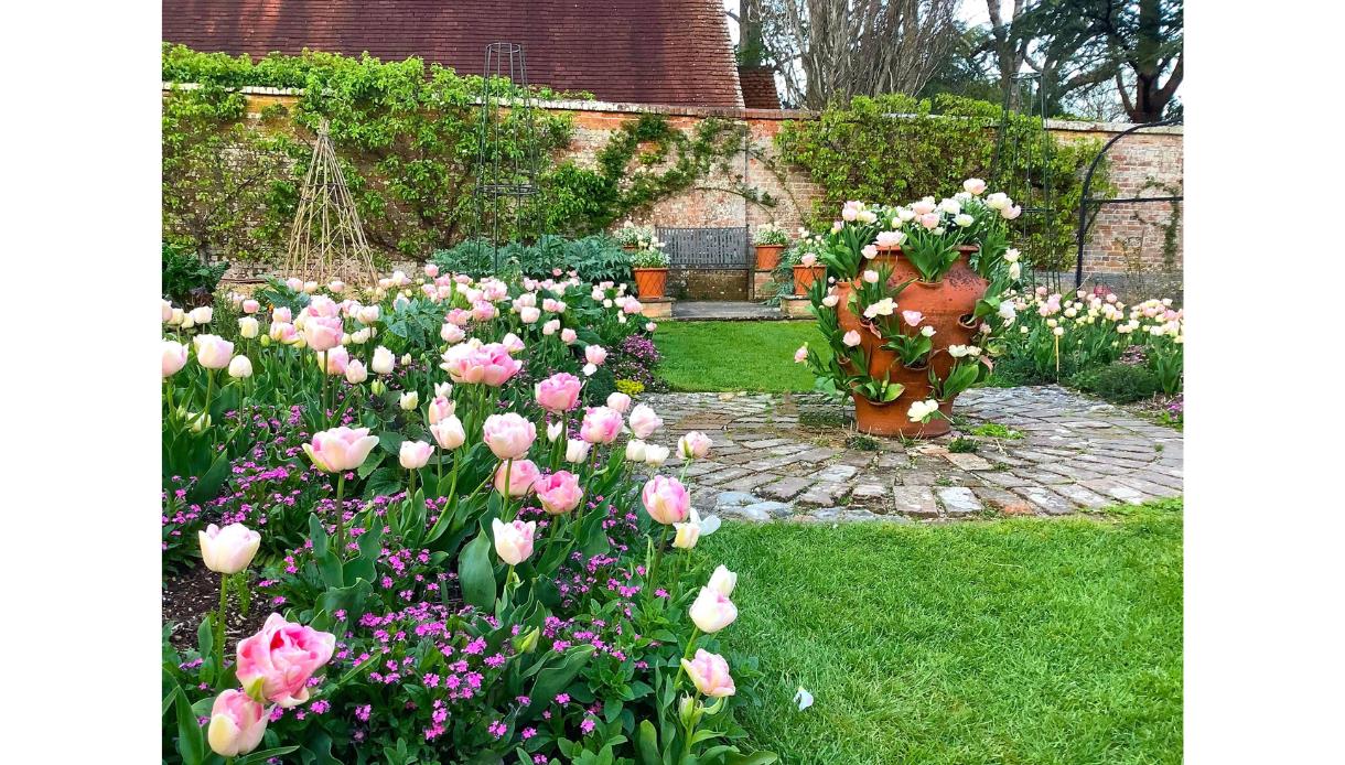 Pink tulips and spring flowers in a formal garden with a large terracotta pot and brick walls at Pashley Manor Gardens.