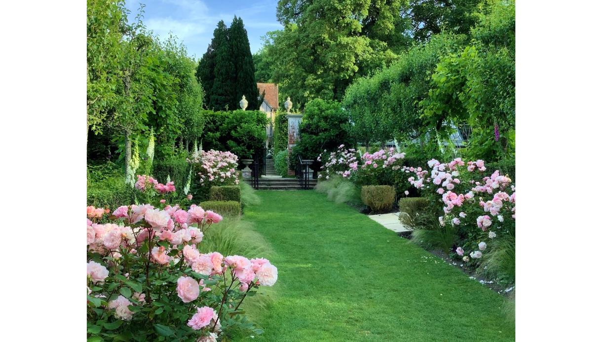 Lawn pathway lined with pink roses and lush greenery in a formal garden at Pashley Manor Gardens.
