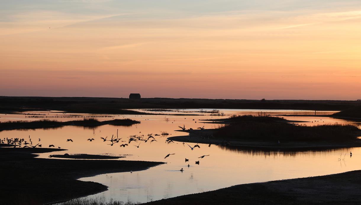 Rye Harbour Nature Reserve at sunset with calm water, silhouettes of birds flying and distant marshland.