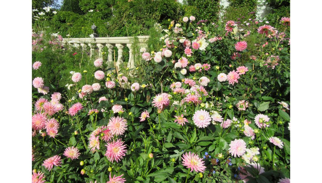 Dense display of pink dahlias and summer flowers in front of a stone balustrade at Pashley Manor Gardens.