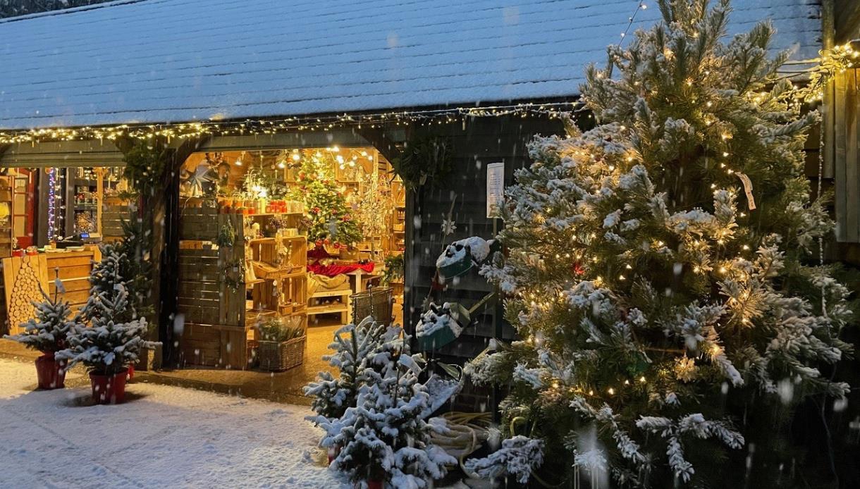 Snow-covered Catsfield Christmas tree farm with lit trees and a shop glowing with festive lights.