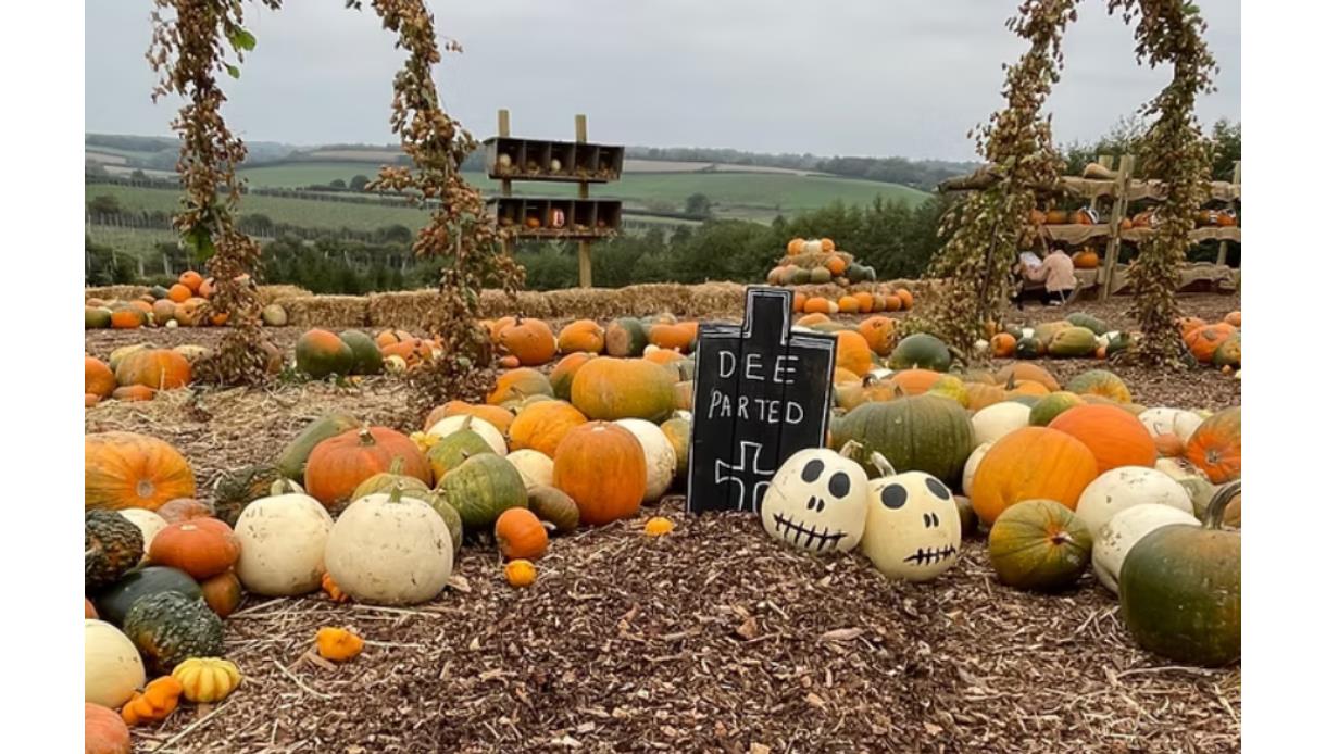 Pumpkin patch display at Tibbs Farm with colourful pumpkins, hay bales and Halloween decorations overlooking countryside.
