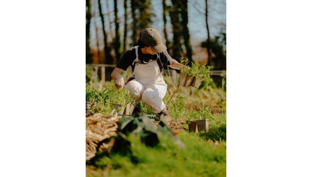 Person tending vegetable seedlings in a kitchen garden, reflecting the Garden to Table Seasonal Supper Club experience.