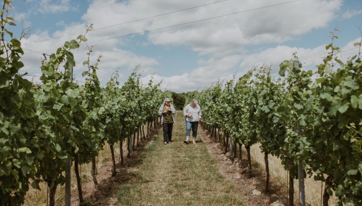 Visitors walking between vine rows at Gusbourne Estate vineyard on a sunny day.