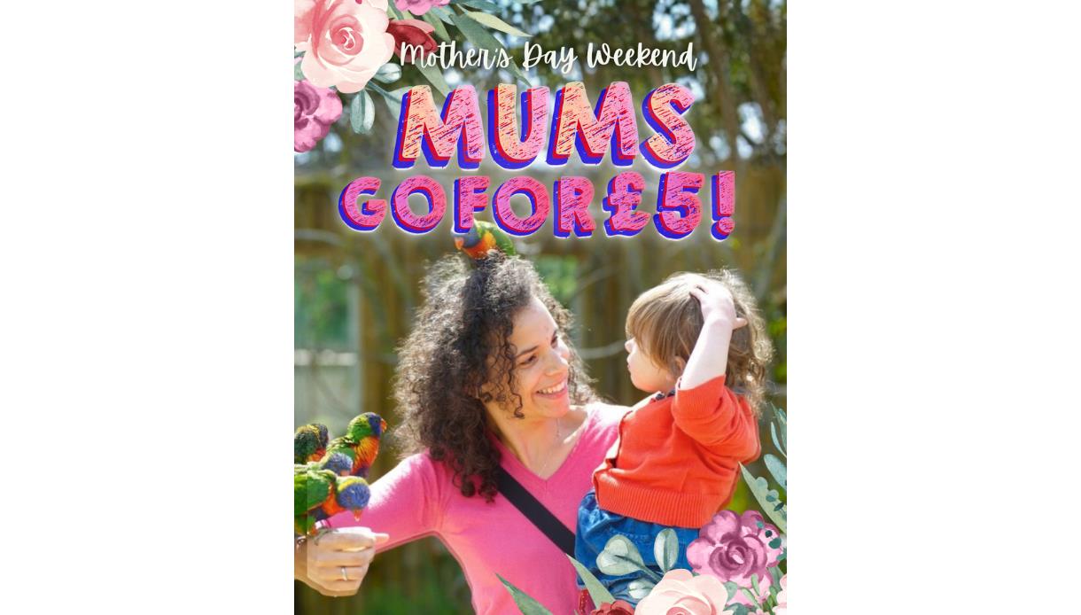 Mother’s Day offer poster showing an adult holding a child with colourful birds and floral decorations.