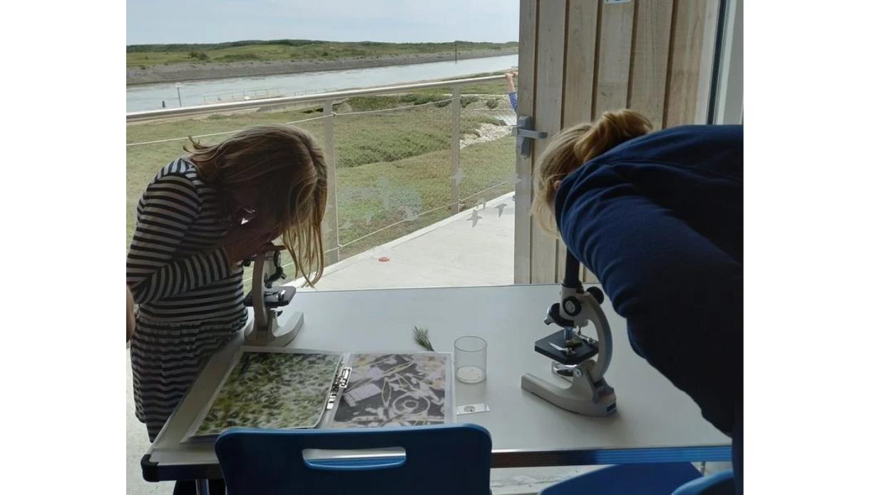 Children using microscopes to explore nature specimens during a creative wildlife activity at Rye Harbour Nature Reserve.