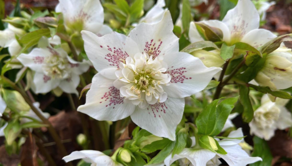 Horticultural Garden Tour at Herstmonceux Castle