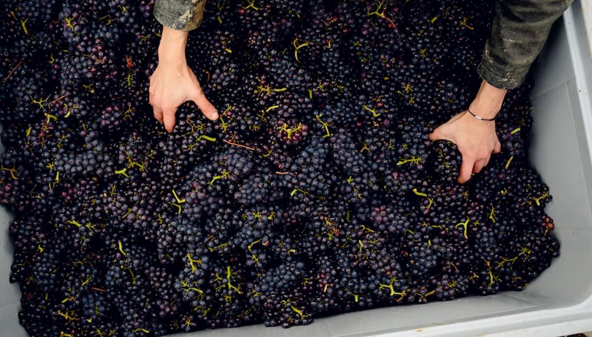 Harvest at Gusbourne