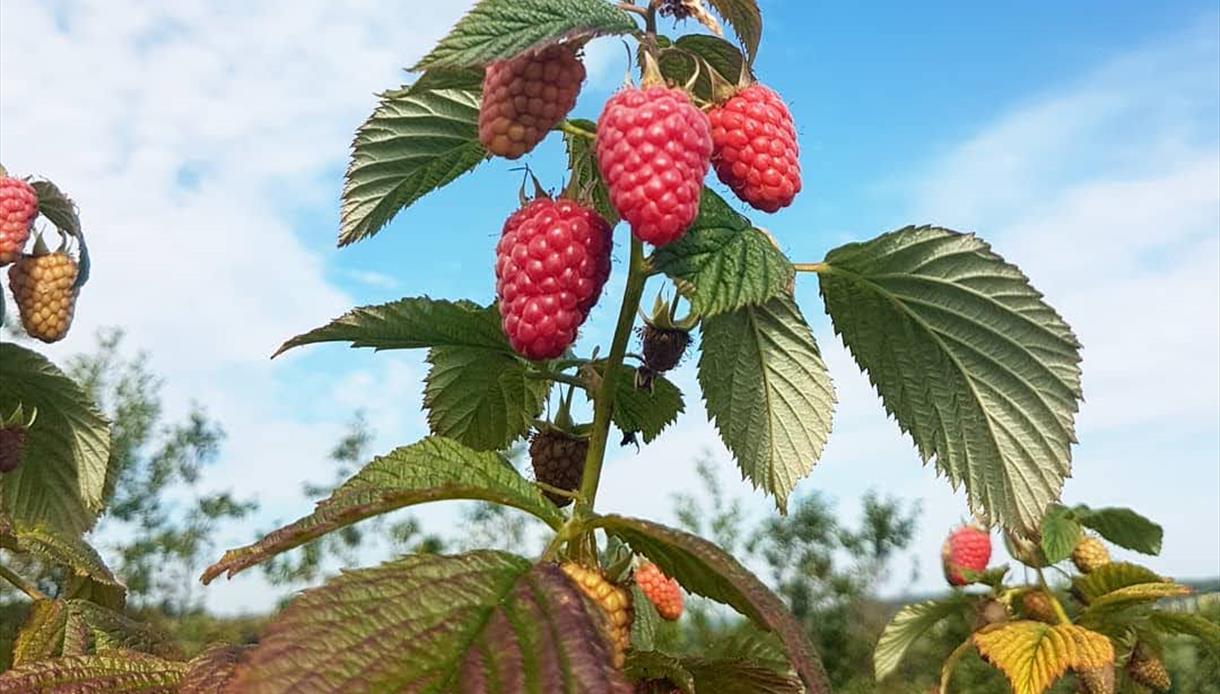 Raspberries at Tibbs Farm