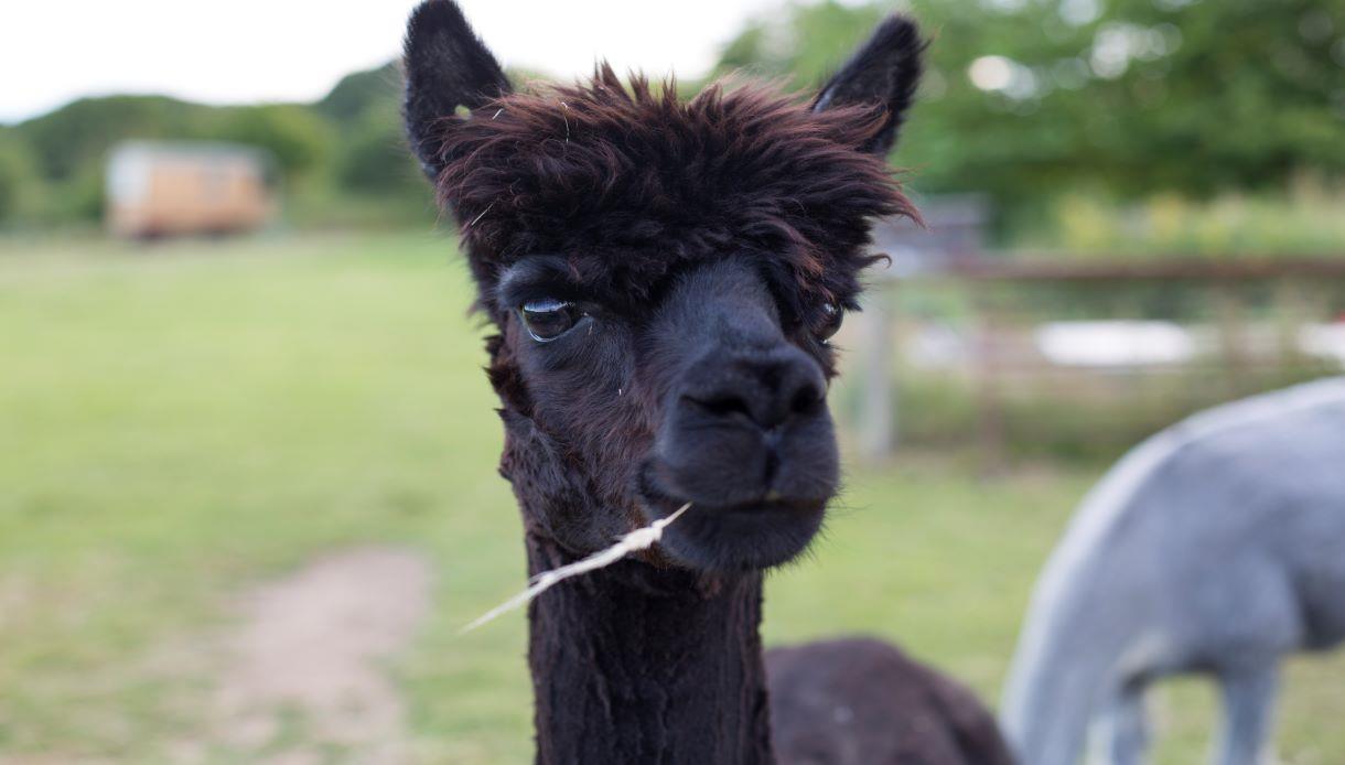 Fisherwood Farm - Tea with the Alpacas - Visit 1066 Country