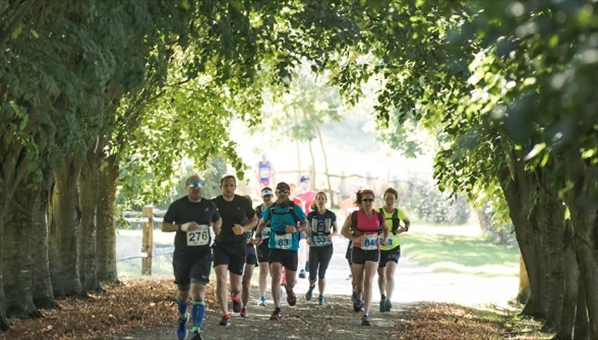 Group of runners with race bibs jogging along a tree-lined path on a sunny day.