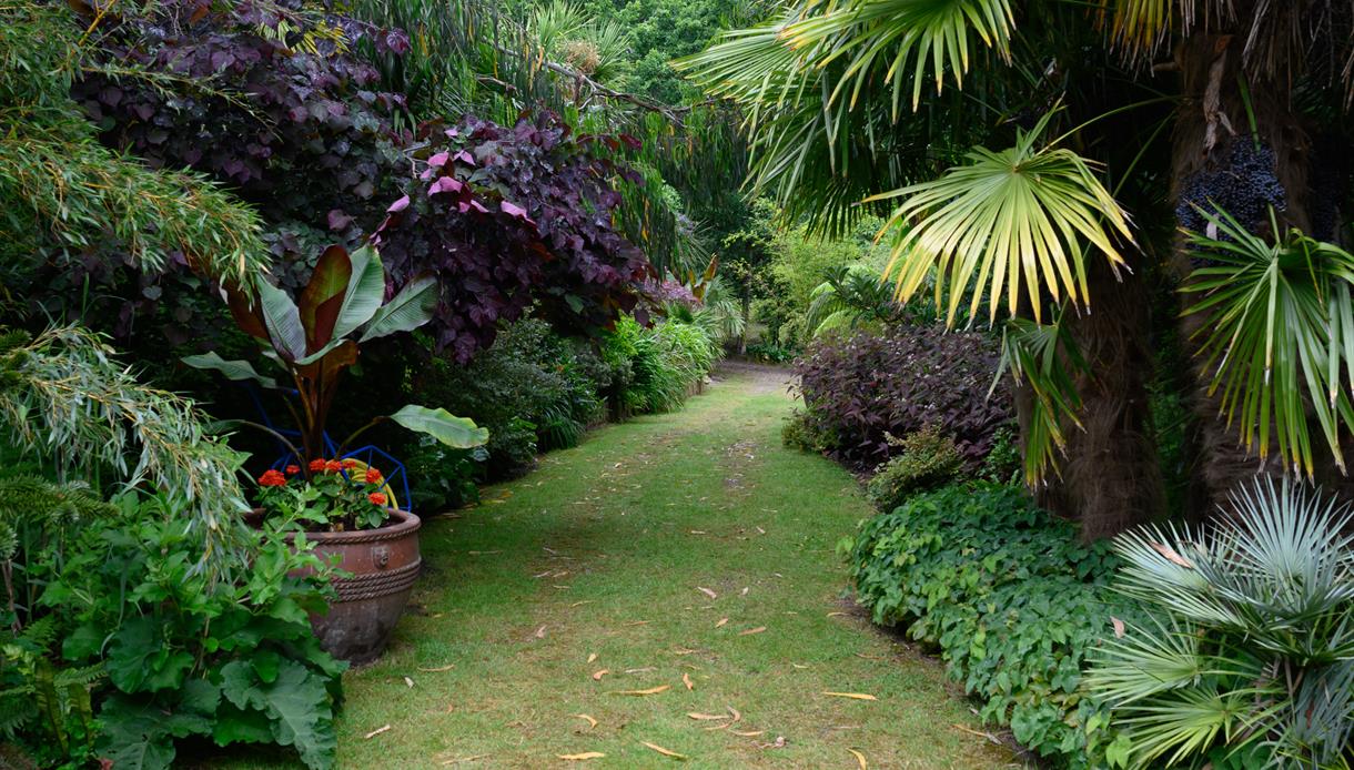 Tropical plants at Fairlight Hall Gardens