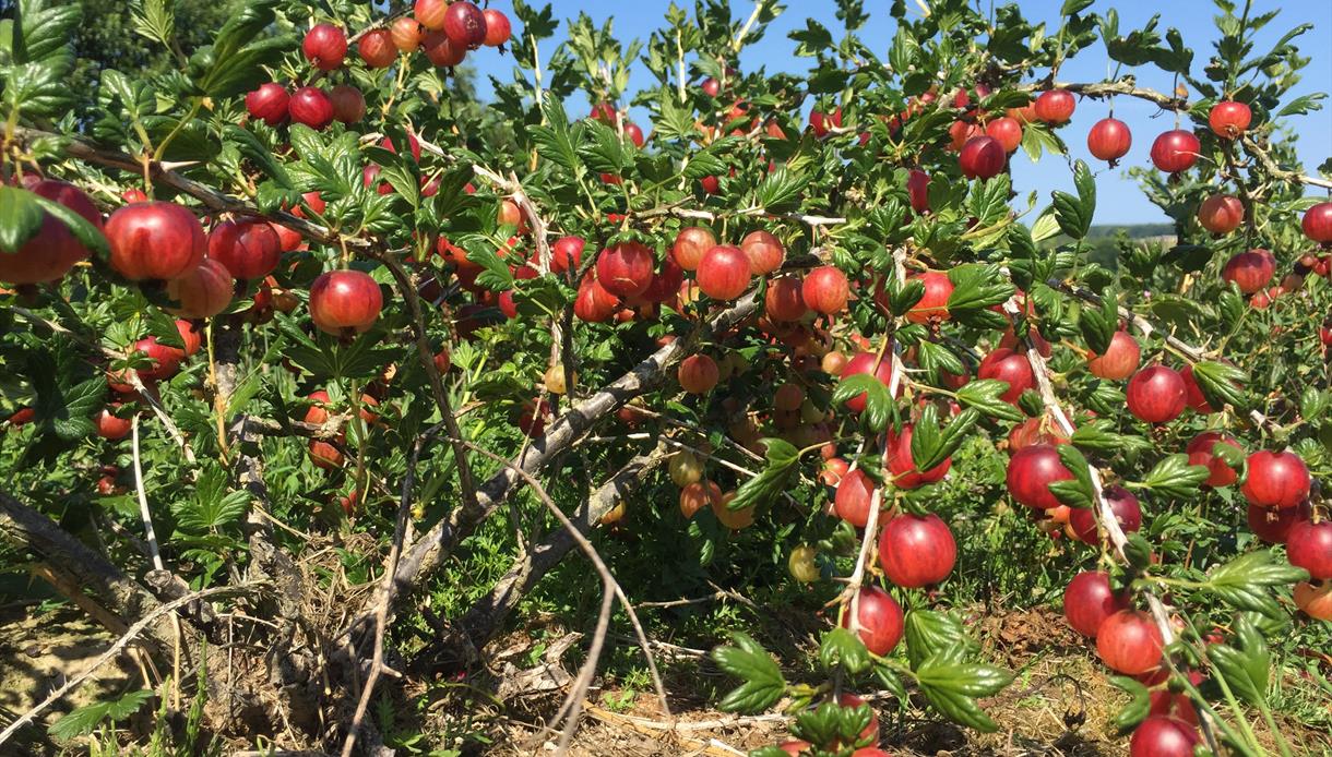PYO Gooseberries at Tibbs Farm