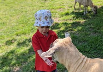 Lamas, Farm, Cream Tea , Robertsbridge