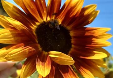 sunflower at Foxlight Flower Farm
