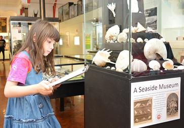 Child reading information by a display of seashells at Bexhill Museum