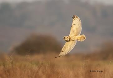 Winter Owls at Rye Harbour