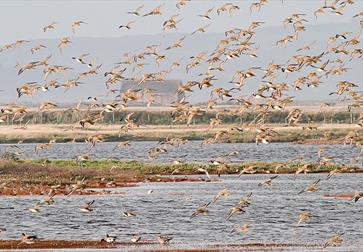 World Wetlands Day Walk 1