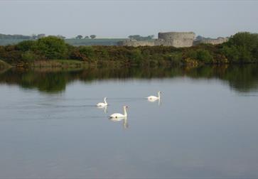 Camber Castle Wildlife Walk - Rye Harbour