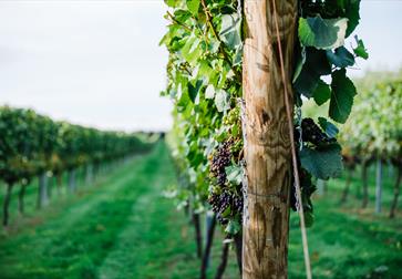 Vines at Charles Palmer Vineyard in East Sussex at Charles Palmer Vineyard in East Sussex