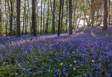 Bluebells