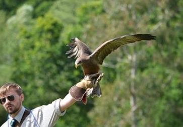 Falconry Display