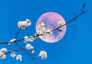 Flower Moonrise Yoga