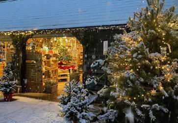 Snow-covered Catsfield Christmas tree farm with lit trees and a shop glowing with festive lights.