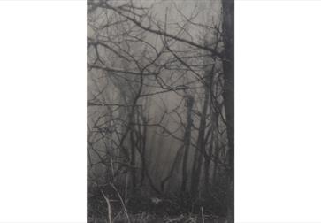 Black-and-white photo of bare tree branches in a misty forest, creating a dark, tangled silhouette.