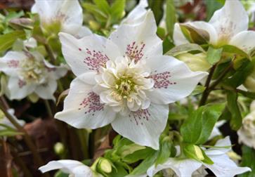 Horticultural Garden Tour at Herstmonceux Castle