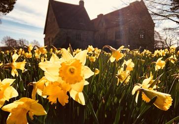 close up field of daffodils with house in background